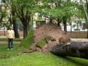 Árbol arrancado por la Tormenta