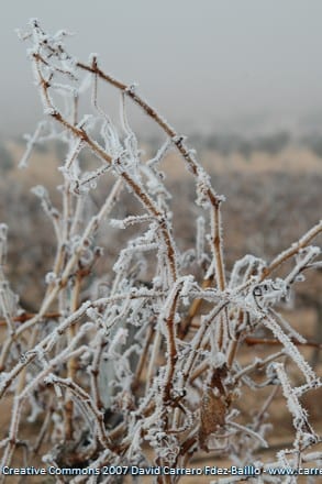 viñas con hielo