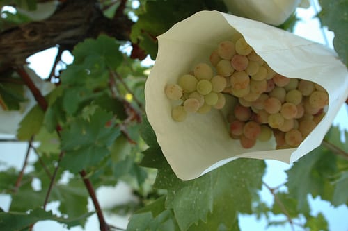 Uvas protegidas del tiempo