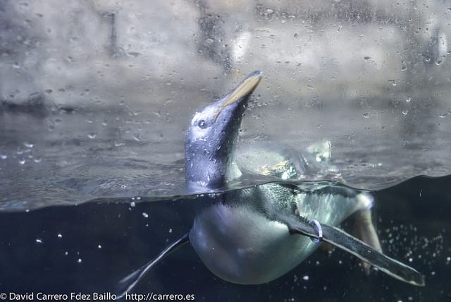 pingüino en el oceanográfico de valencia