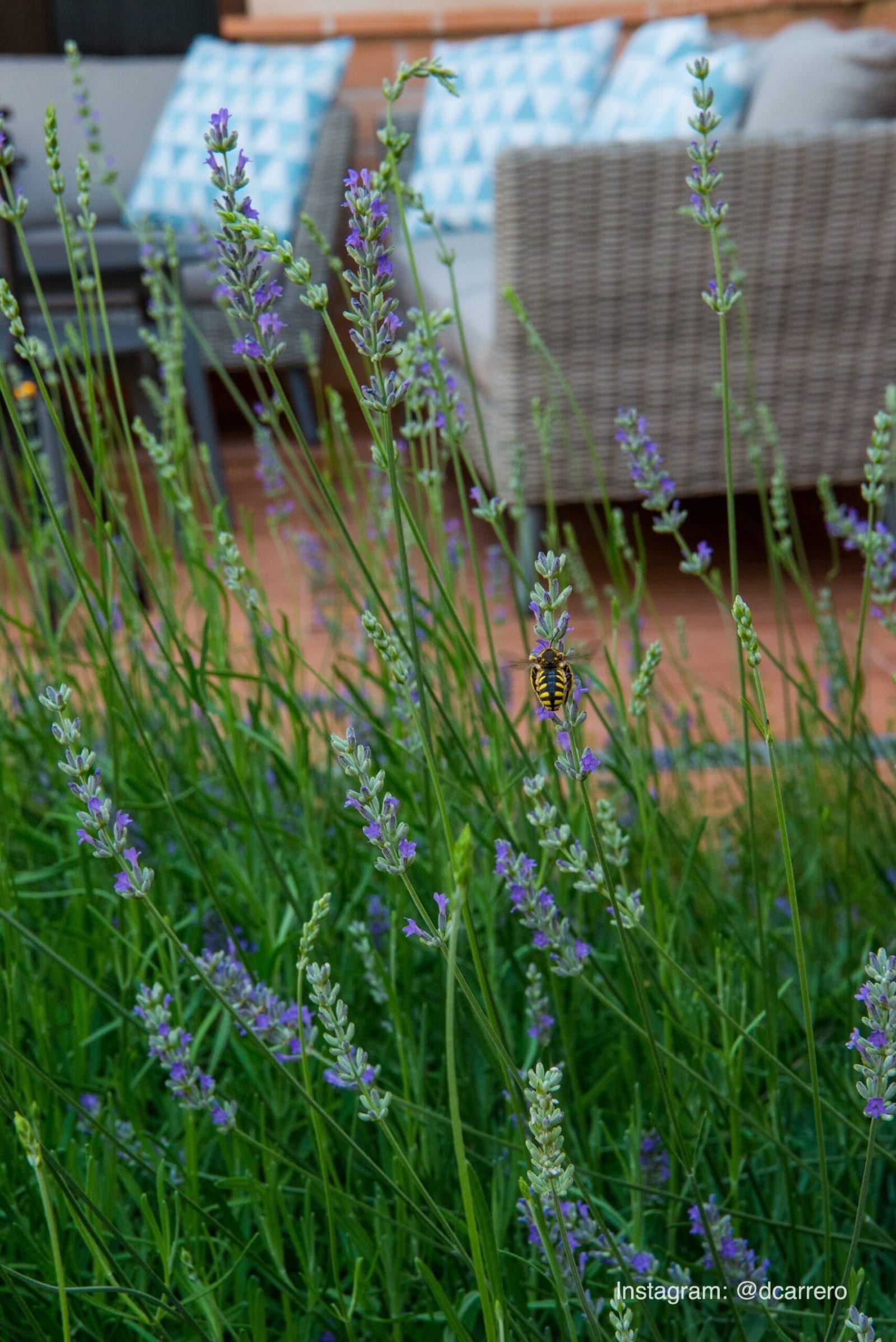 Abeja recogiendo polen en  una lavanda en Herencia